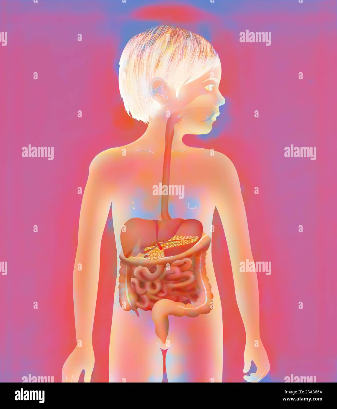 Apparato digerente, illustrazione sistema digerente, illustrazione 016889 064 Foto Stock