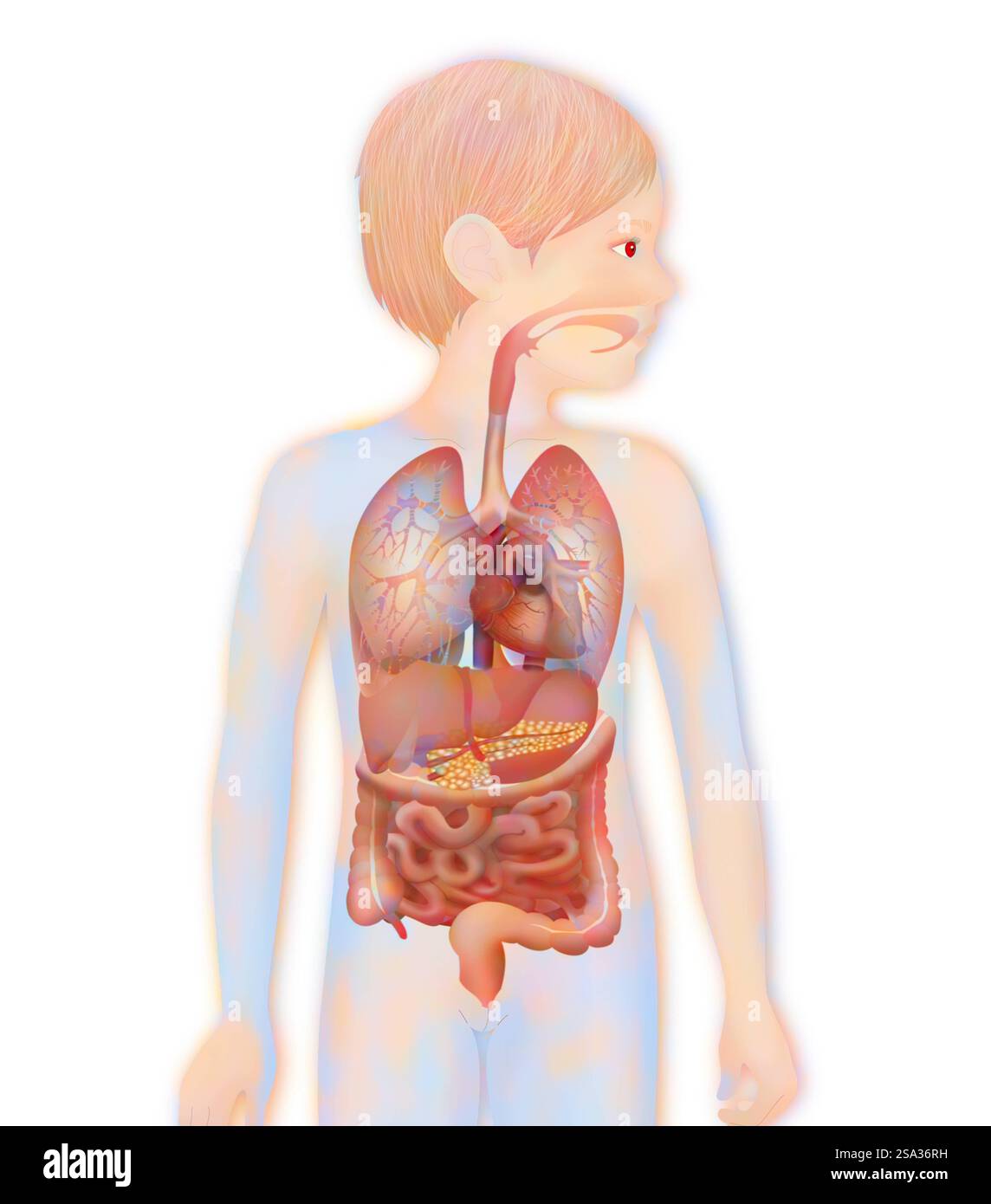 Anatomia, anatomia tronco, tronco 016889 092 Foto Stock