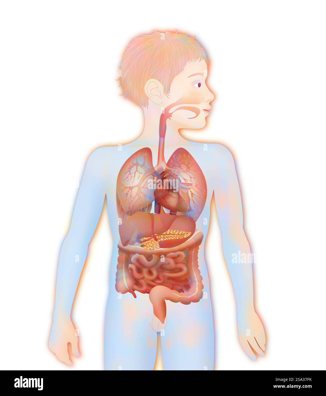 Anatomia, anatomia tronco, tronco 016889 113 Foto Stock