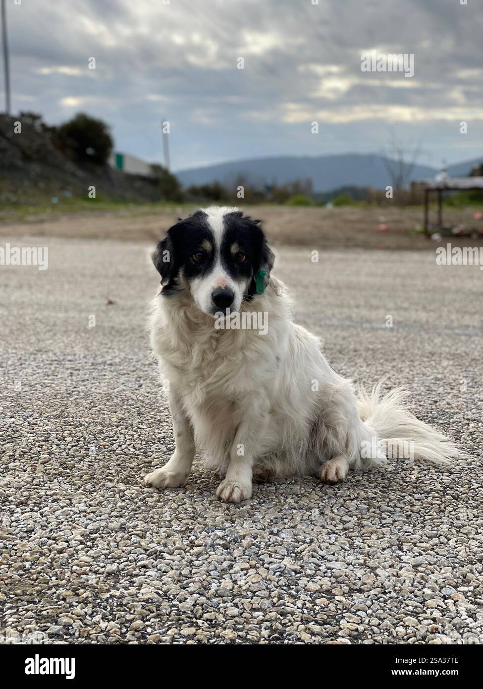 Piccolo carino e soffice cane per le strade di Türkiye - Immagine stock catturata con smartphone