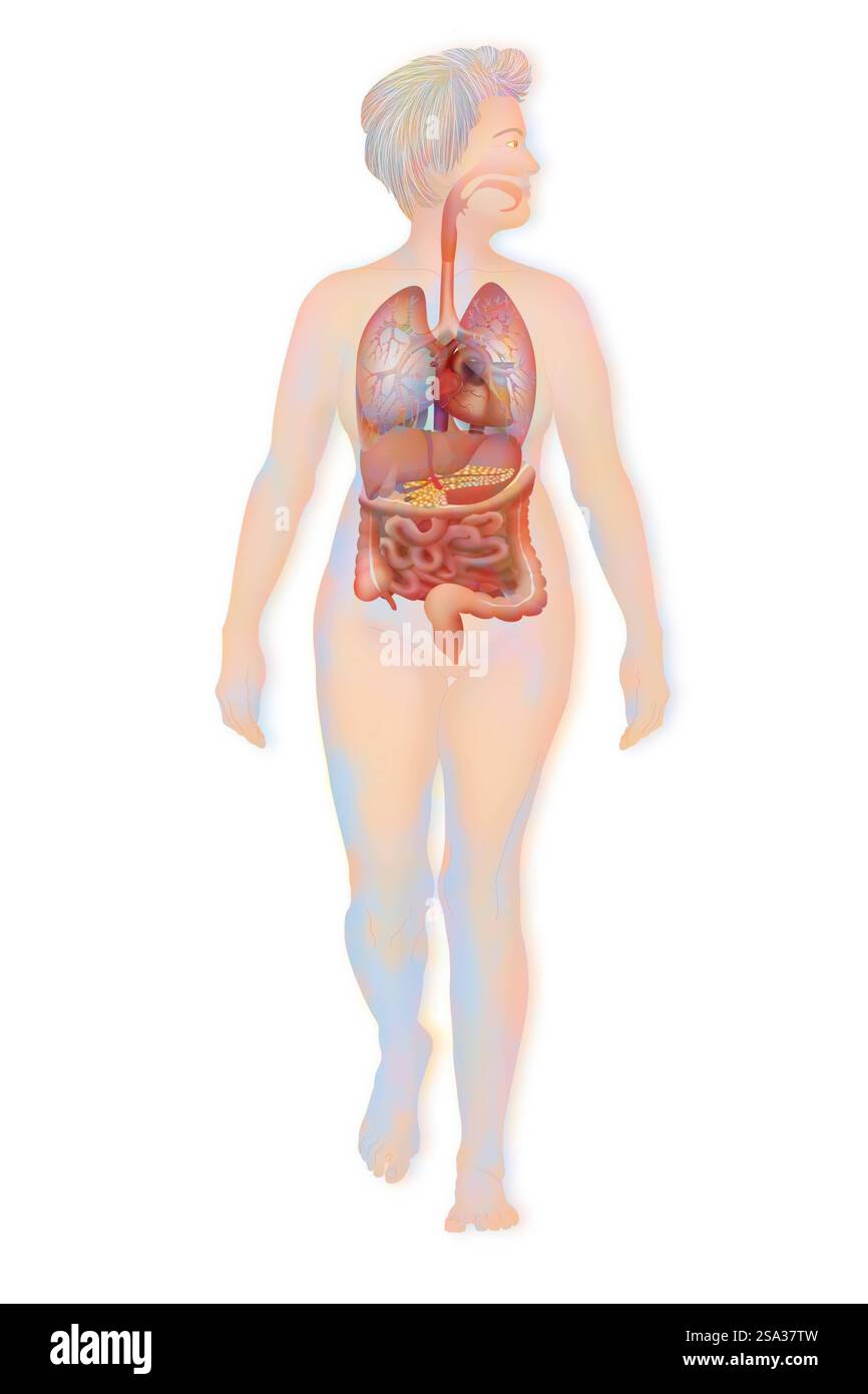 Anatomia, anatomia tronco, tronco 016889 148 Foto Stock