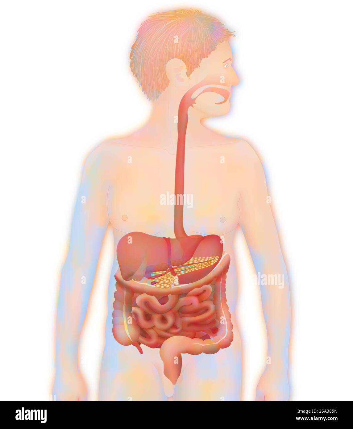 Apparato digerente, illustrazione sistema digerente, illustrazione 016889 157 Foto Stock