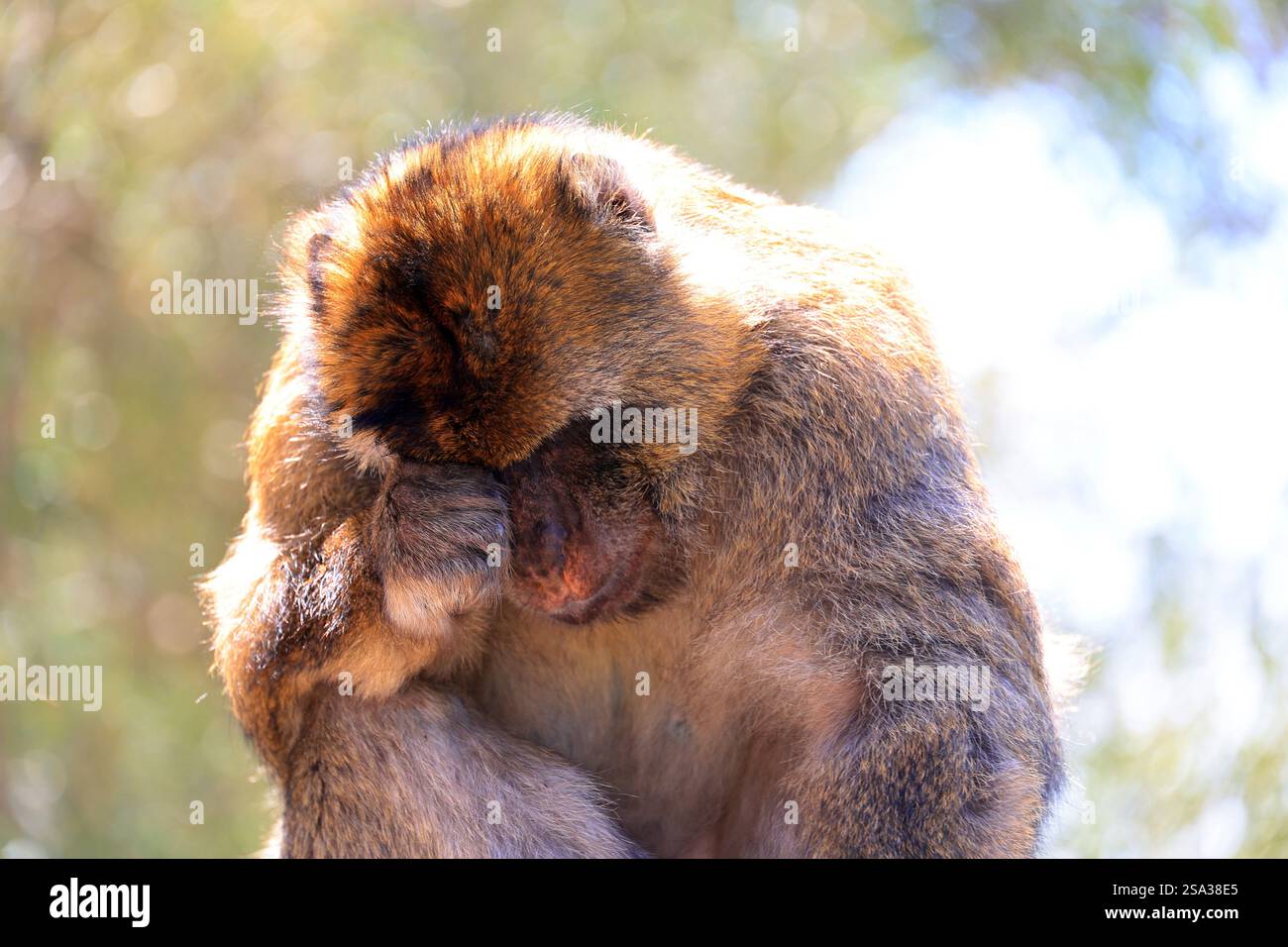 Macaco barbario su una recinzione presso la Rocca di Gibilterra, Gran Bretagna Foto Stock