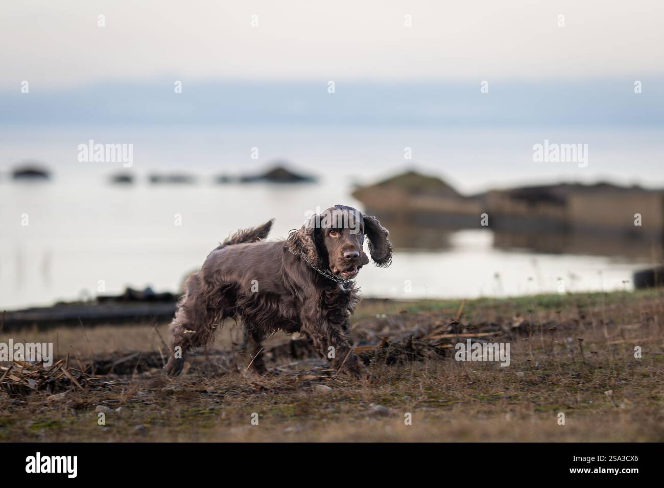 Cocker Spaniel marrone cioccolato che corre sul molo del porto. Brown Cocker Spaniel dog che guarda la telecamera. Foto Stock