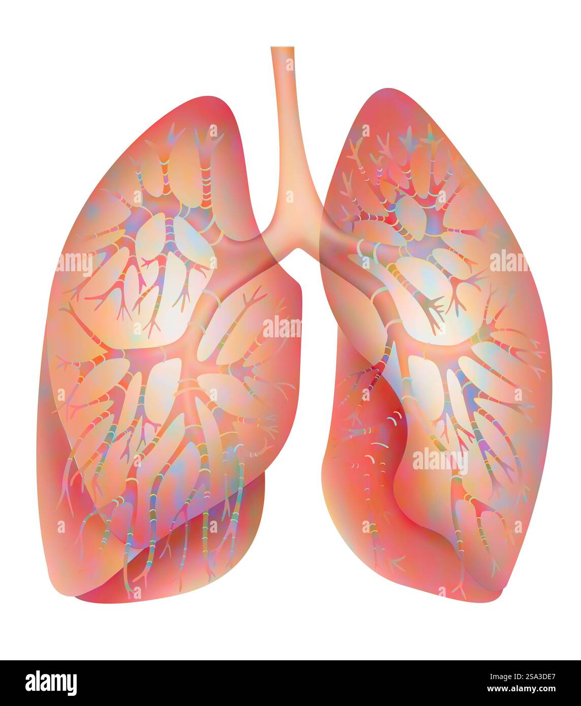 Polmone, polmone di disegno, disegno 016889 265 Foto Stock