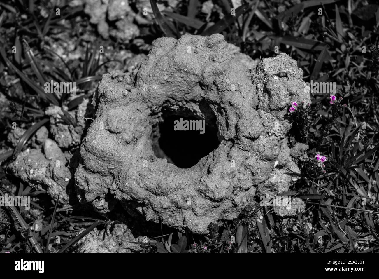 Una specie di buco fatto da una creatura circondata da fiori viola. Foto Stock