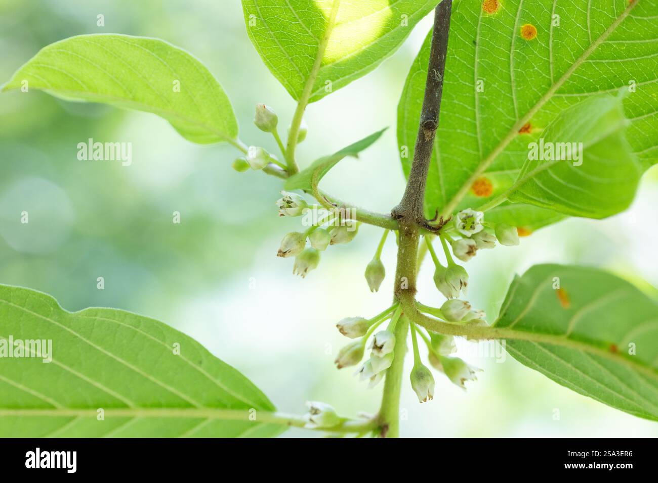 Alder spinoso, Frangula alnus, con fiori e foglie a giugno, Finlandia sud-occidentale Foto Stock