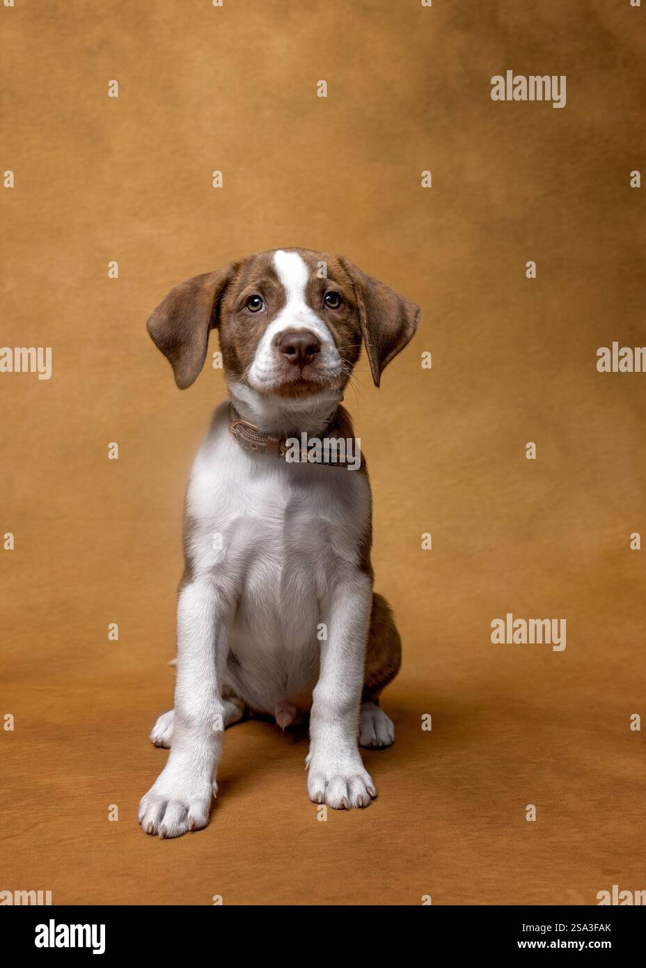 Ritratti di cuccioli artistici Foto Stock