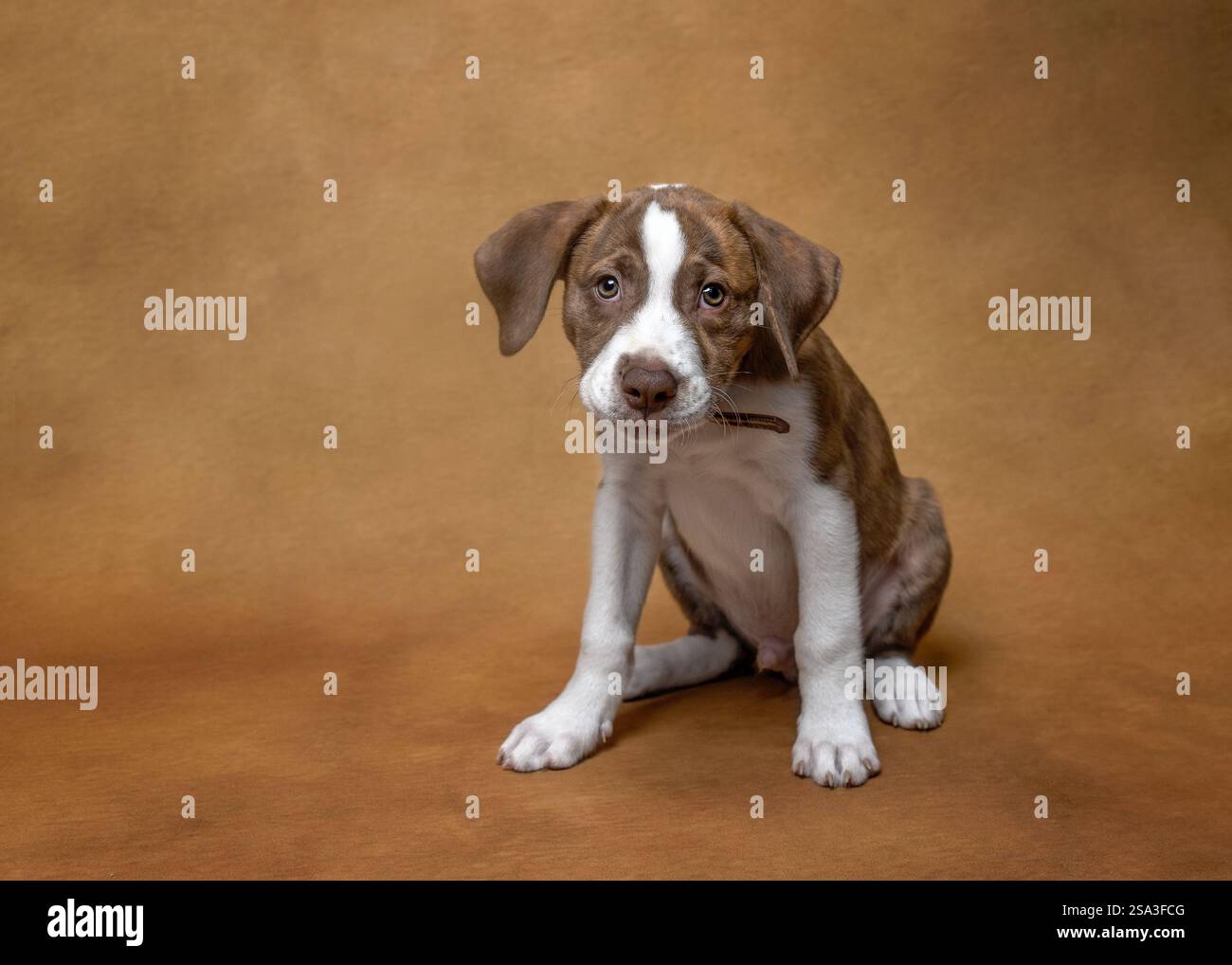 Cucciolo marrone e bianco con orecchie lunghe Foto Stock