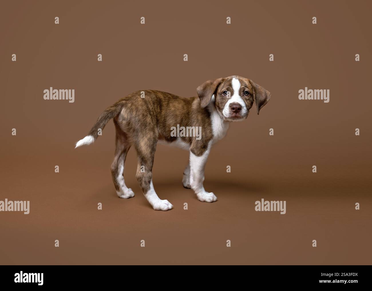 Cucciolo bianco e coccolato su sfondo solido marrone Foto Stock