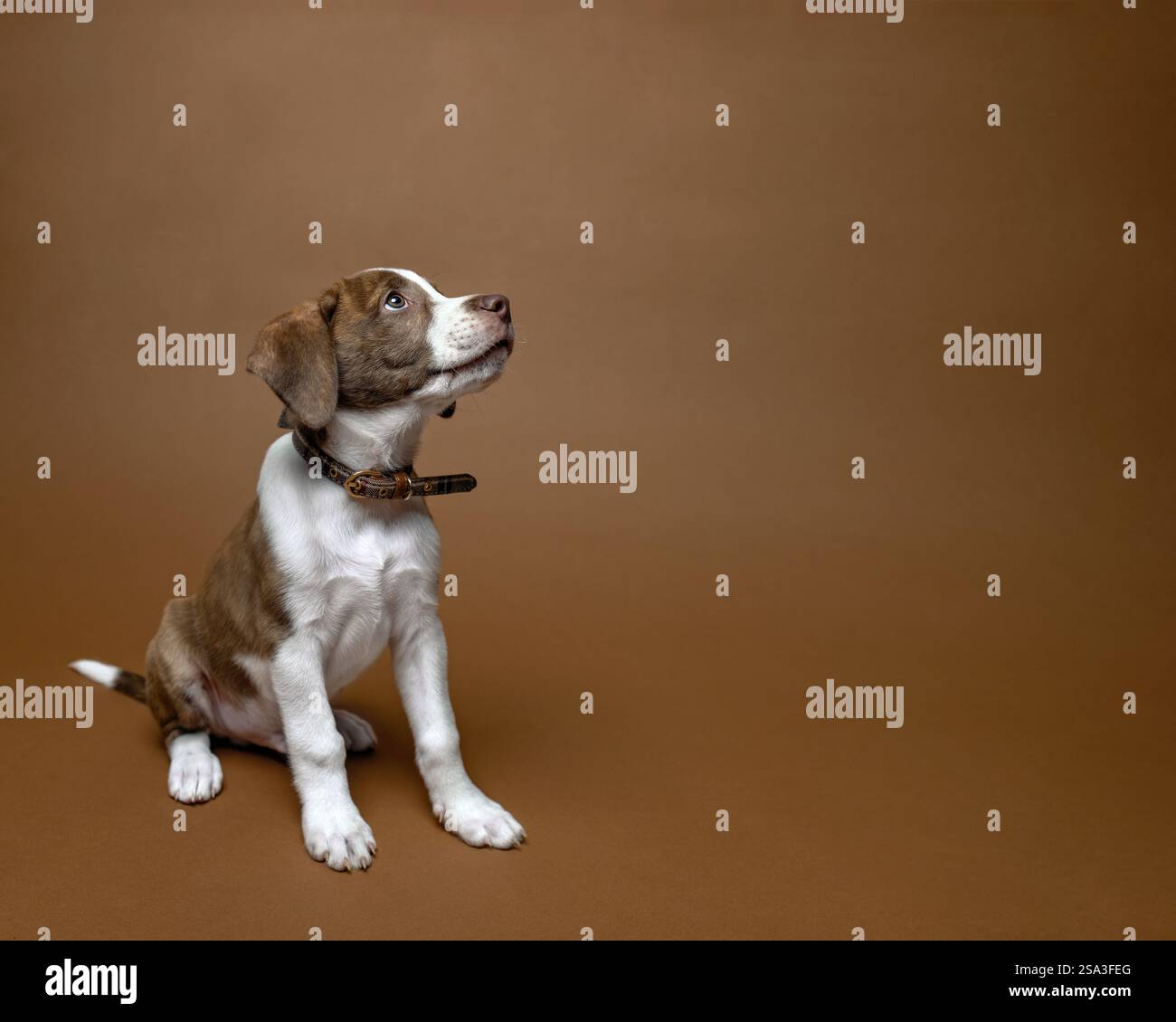 Cucciolo di profilo con sfondo marrone Foto Stock