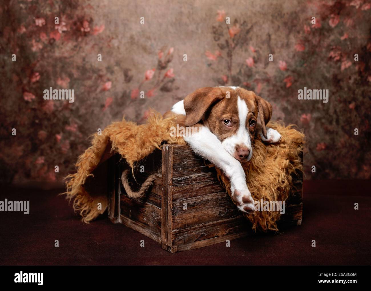 Cucciolo seduto su sgabello marrone Foto Stock