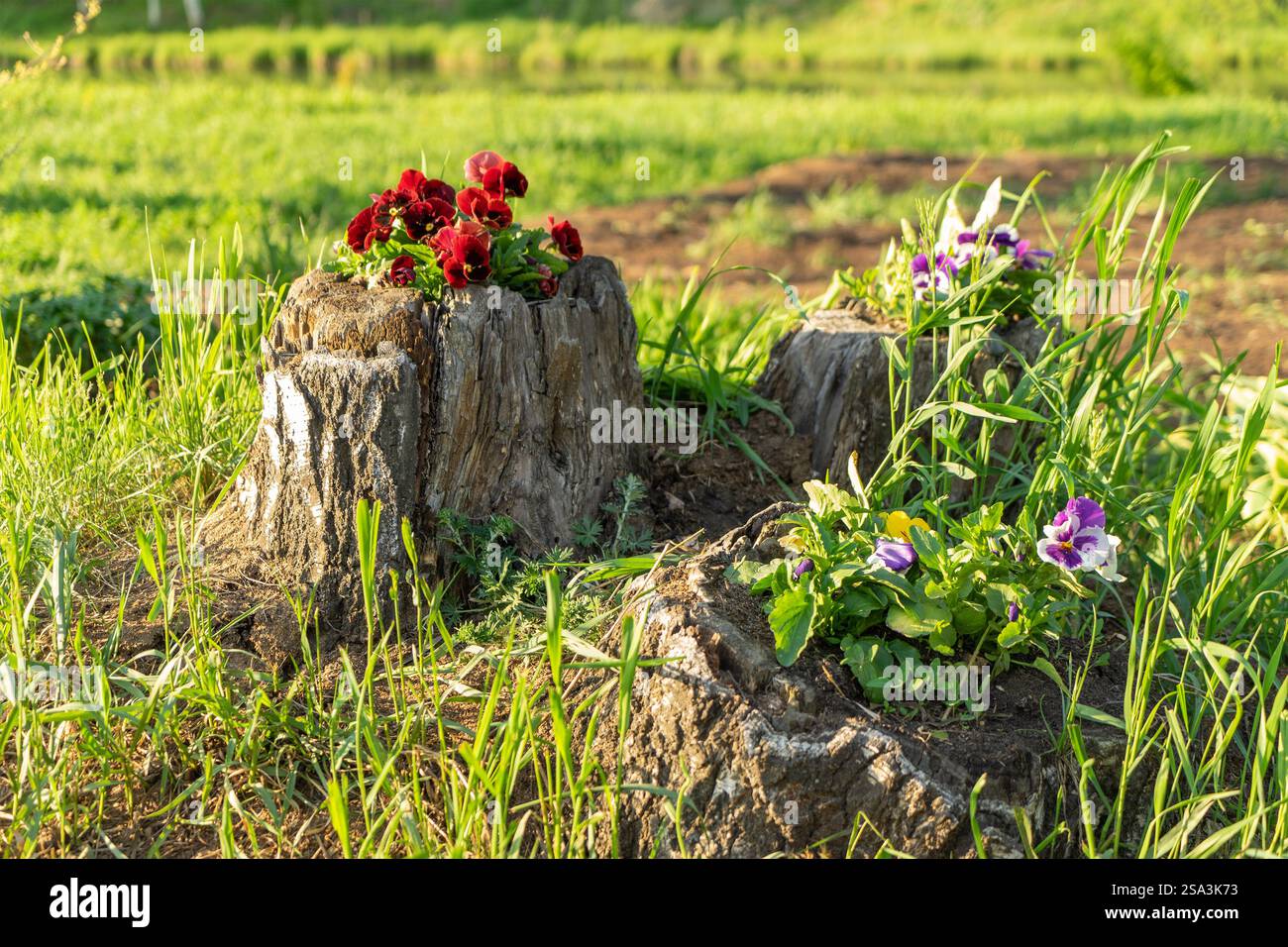 I fiori di pansia cremisi crescono in un ceppo di alberi marcio in estate sullo sfondo di una vegetazione. Il concetto di design paesaggistico, giardinaggio e floricu Foto Stock
