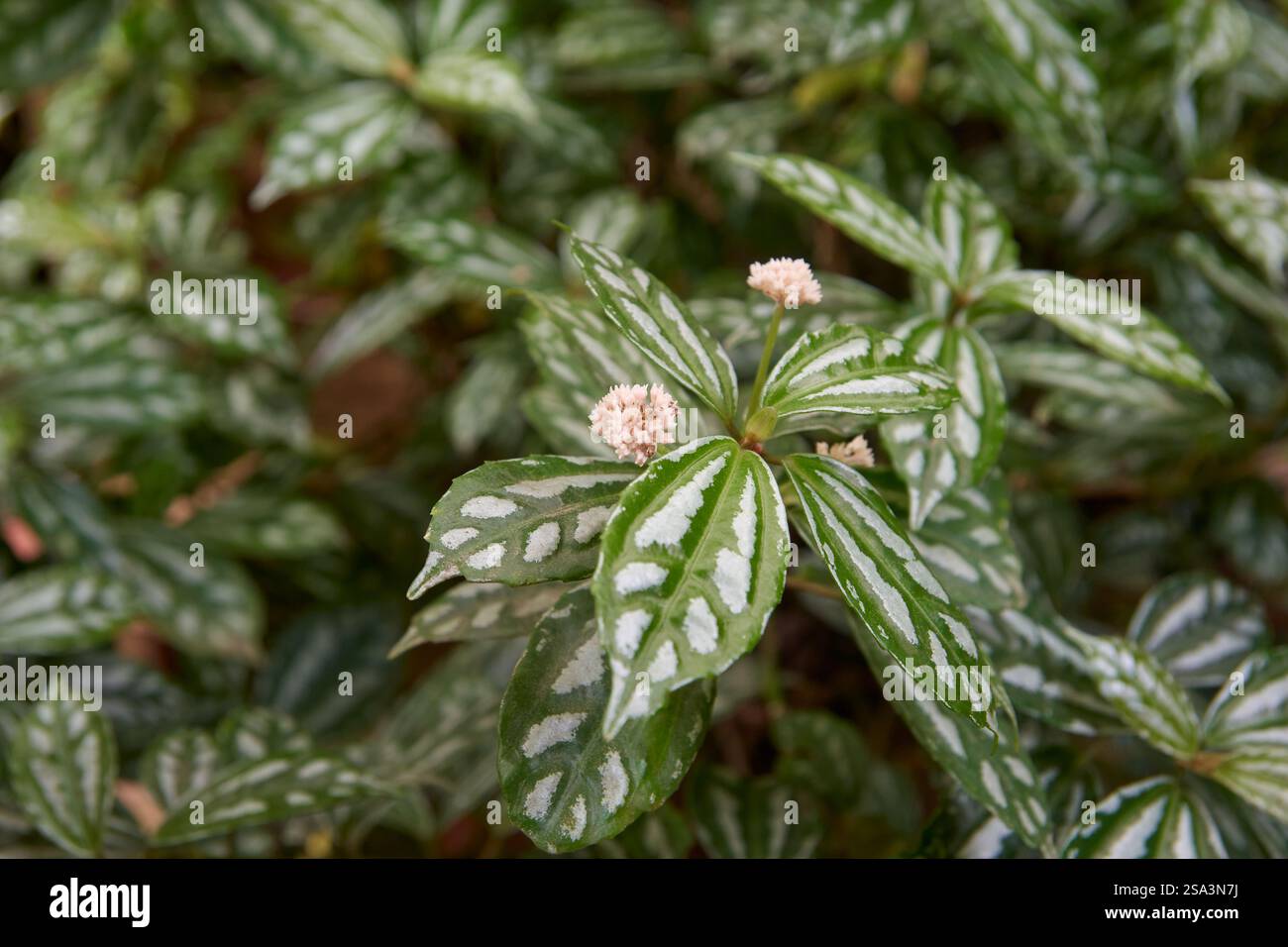 pianta di alluminio o fogliame di anguria di pilea con piccoli fiori bianchi in giardino, focus selettivo della pianta domestica tropicale Foto Stock