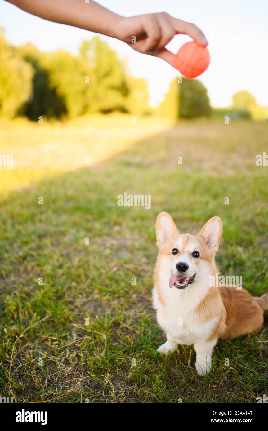 Il proprietario tiene la palla giocattolo in mano durante la passeggiata con il suo animale domestico nel parco. Il cane Pembroke Welsh Corgi siede sull'erba il giorno estivo durante una passeggiata con l'allenatore. Concetto Foto Stock