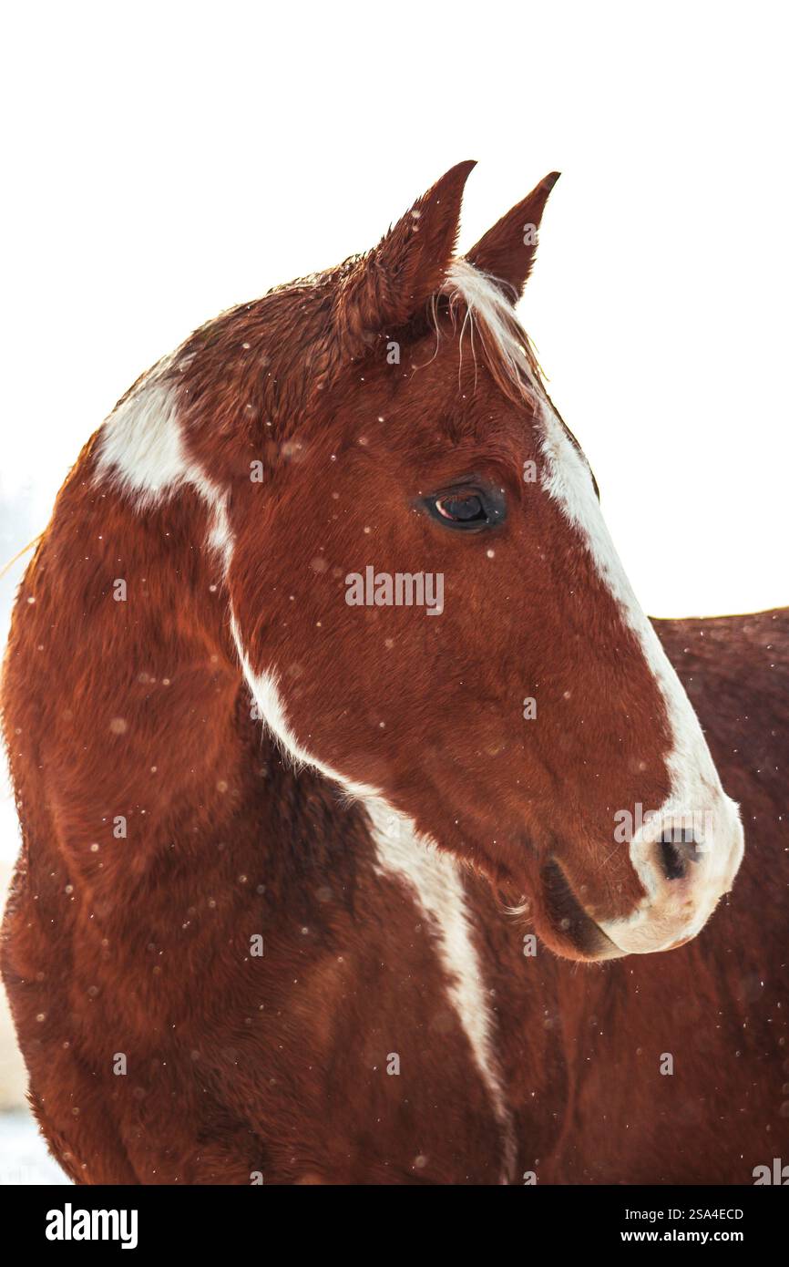 Majestic Horse - nevicata Foto Stock