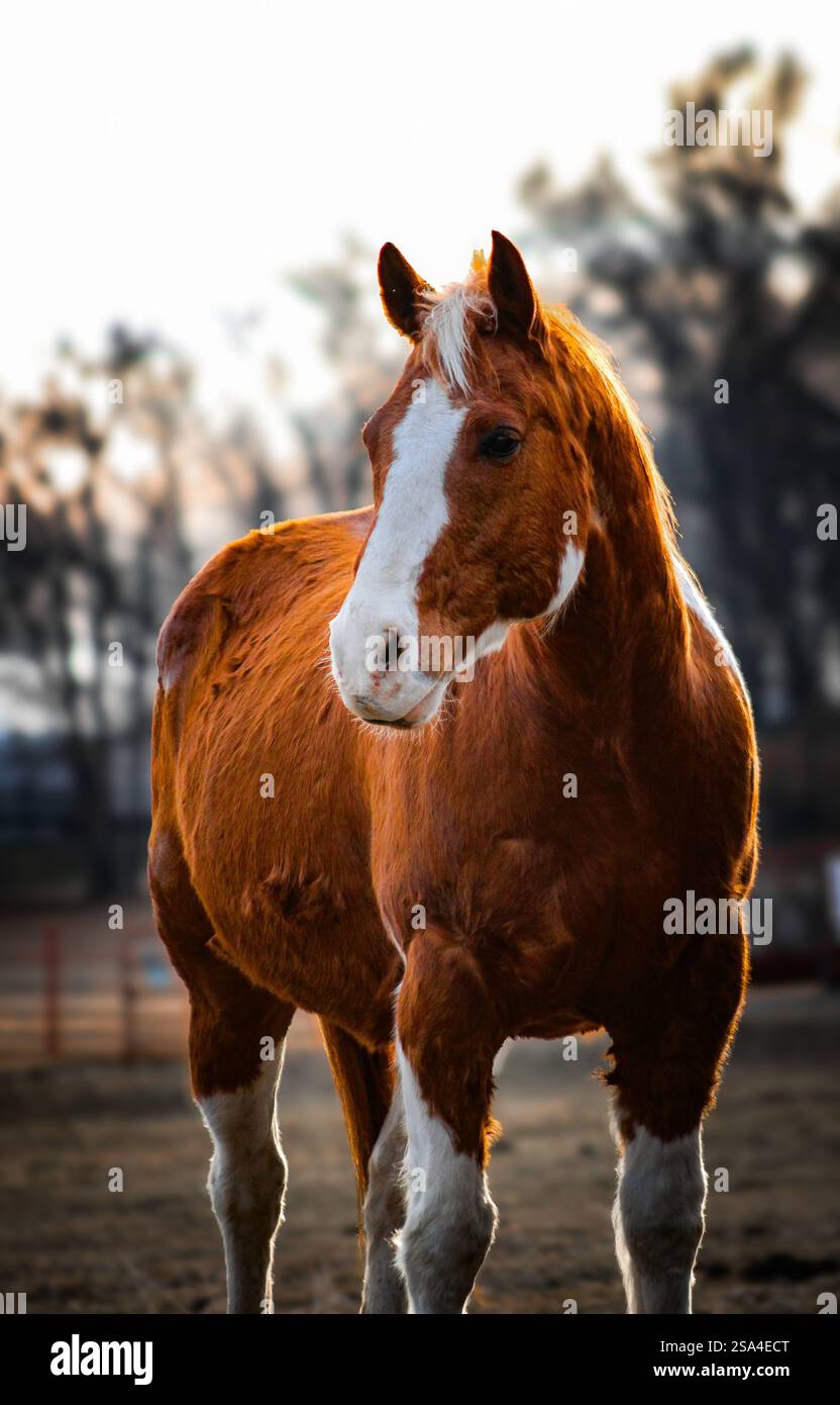 Majestic Horse - 1 Foto Stock