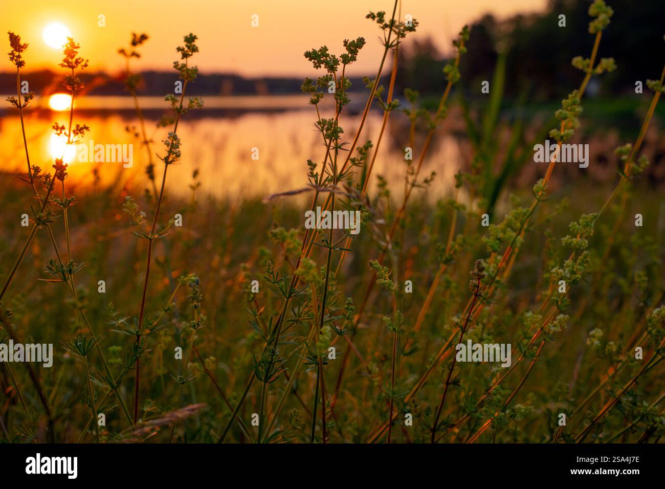 Golden Hour in estate, Scandinavia. Chiarezza parziale Foto Stock