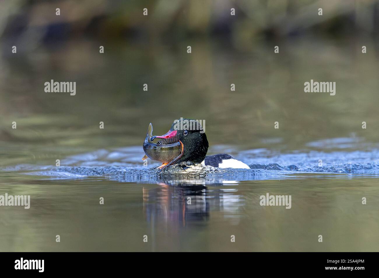 Merganser comune / goosandro (Mergus merganser merganser) maschio deglutizione preda di pesci catturati mentre nuotava nel lago in inverno Foto Stock