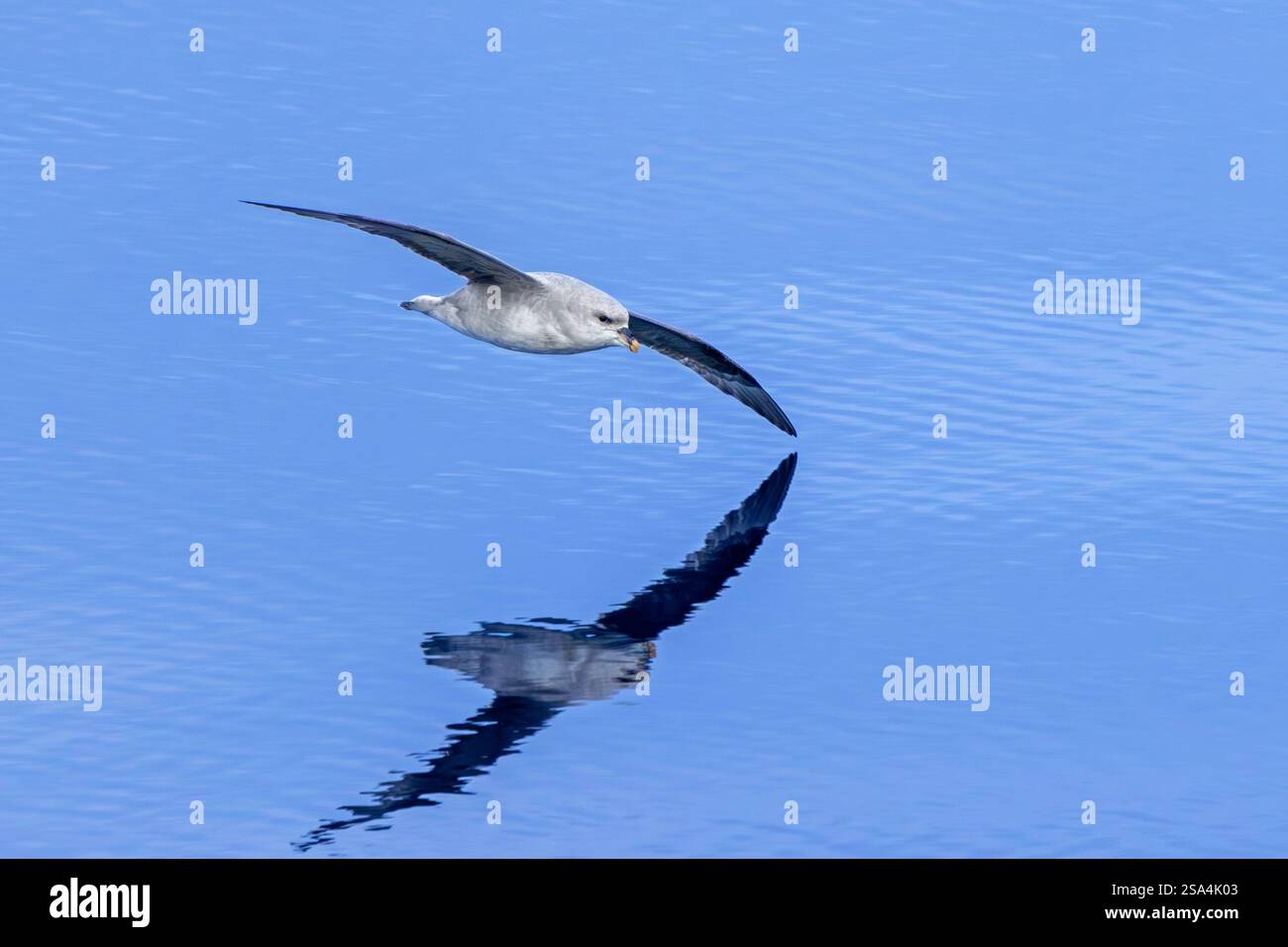 Fulmar settentrionale (Fulmarus glacialis glacialis) morfo scuro in volo sorvolando le acque dell'Oceano Artico lungo la costa delle Svalbard/Spitsbergen Foto Stock