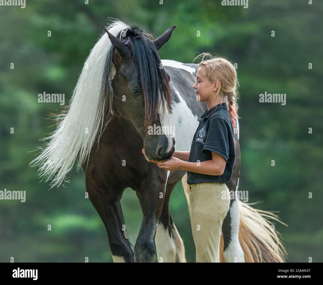 Pre teen girl si lega con Gypsy Vanner Horse mare. Foto Stock