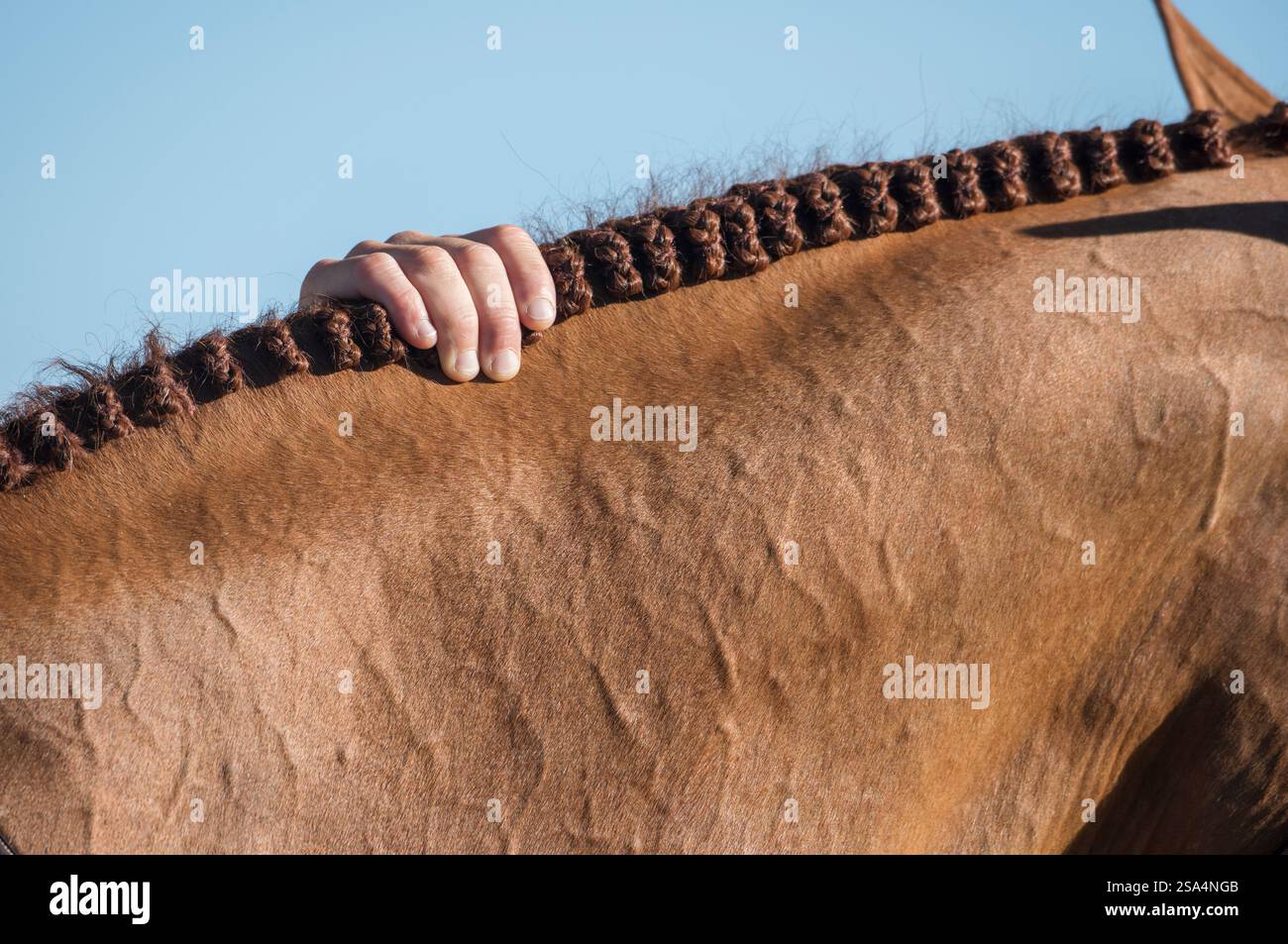 A mano una criniera intrecciata Foto Stock