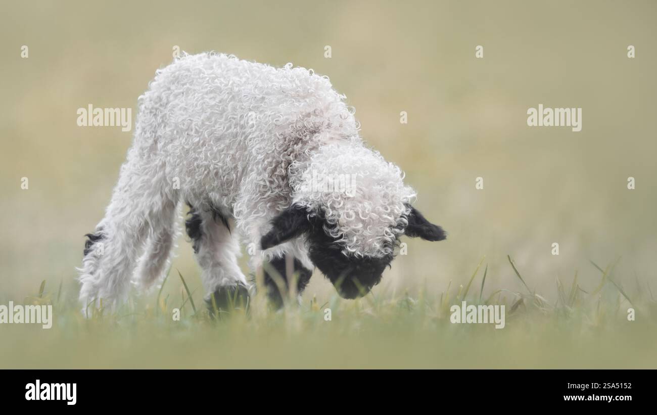 Un agnello valais al pascolo su un prato, erba verde soffice, angolo basso, spazio copia, 16:9 Foto Stock