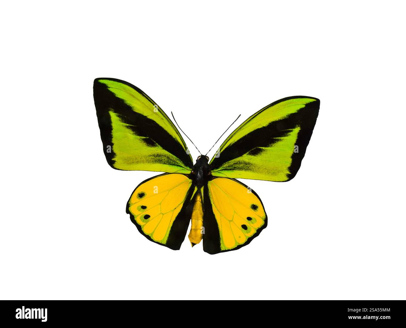 Ornithoptera goliath verde giallo nero farfalla isolata ritaglio Foto Stock