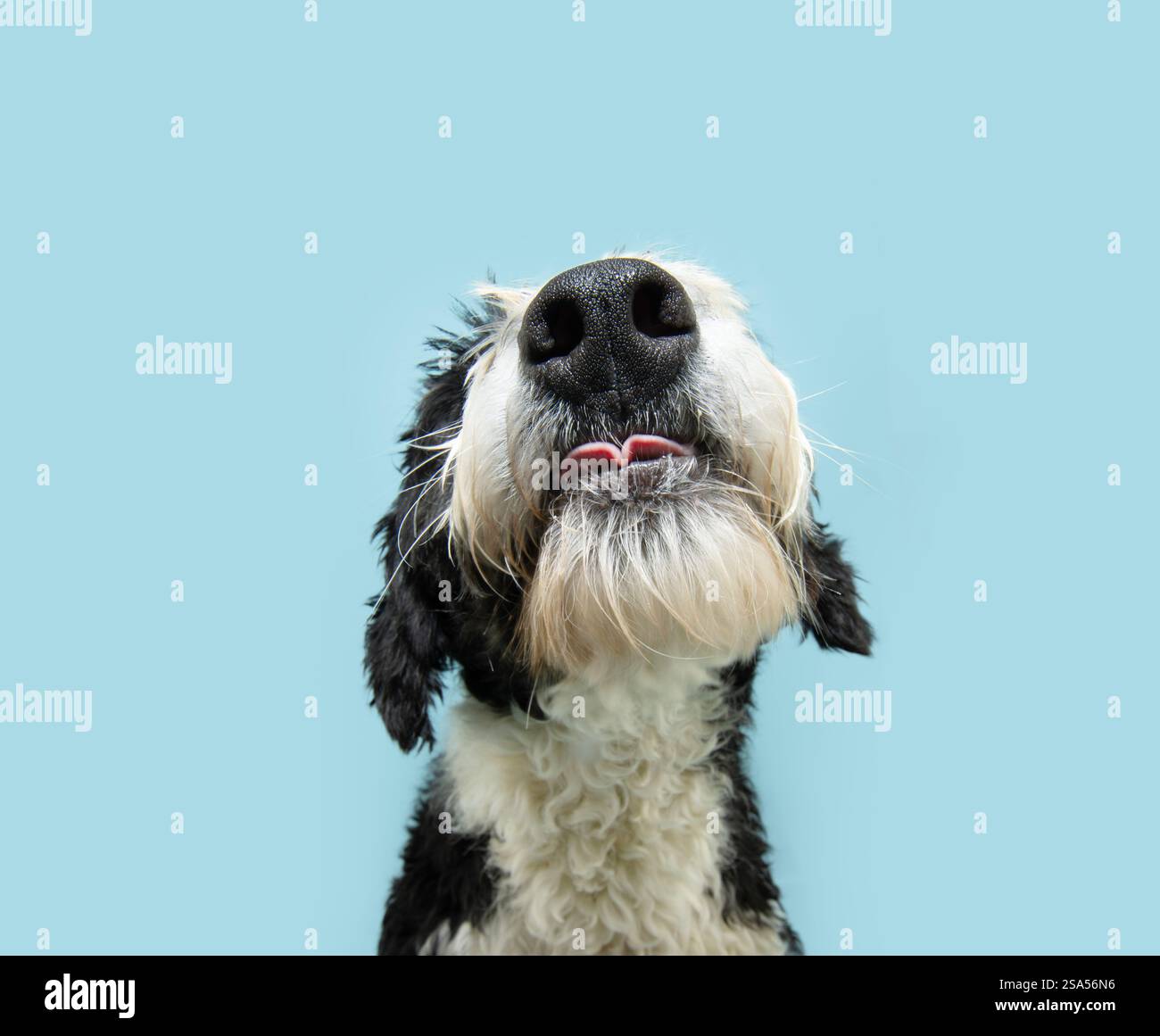 Primo piano, il cane d'acqua spagnolo mangia e tira fuori la lingua. Isolato su sfondo blu pastello Foto Stock