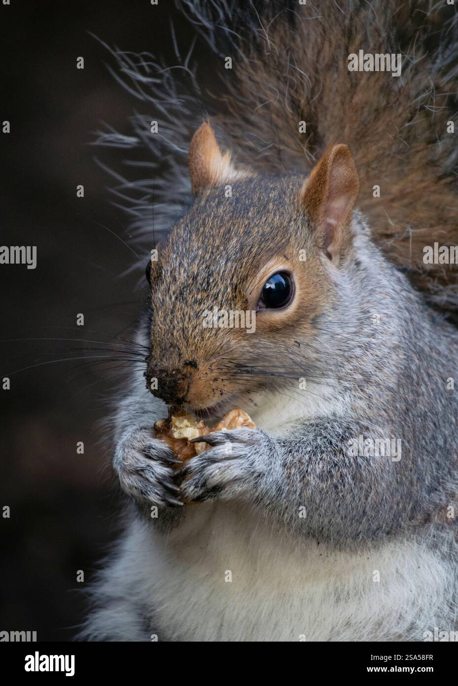 Scoiattolo grigio di mangiare il dado Foto Stock