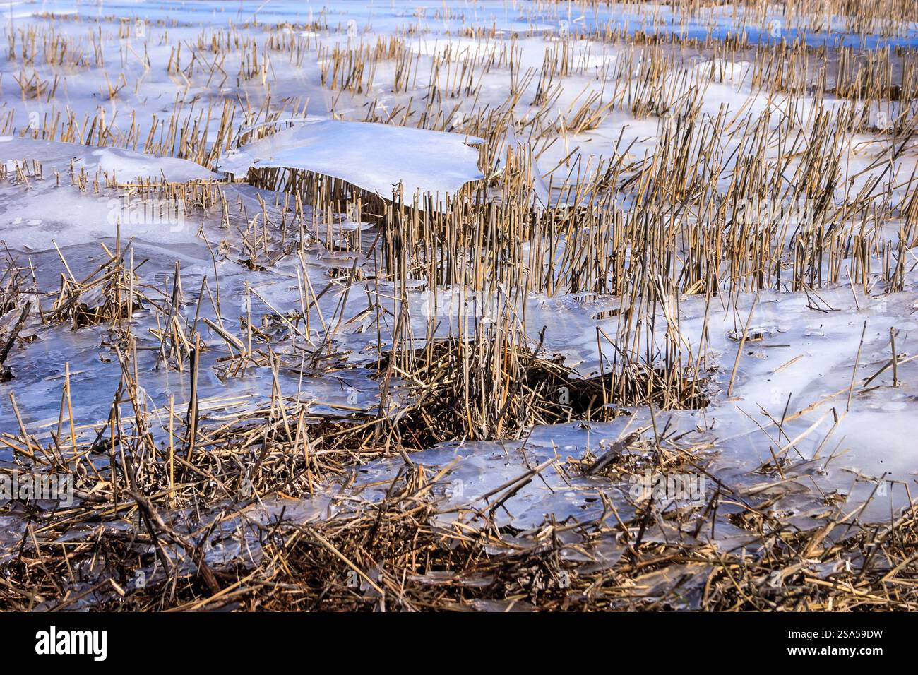 Un campo di erba morta ricoperto di ghiaccio. La neve copre il terreno e l'erba è marrone Foto Stock