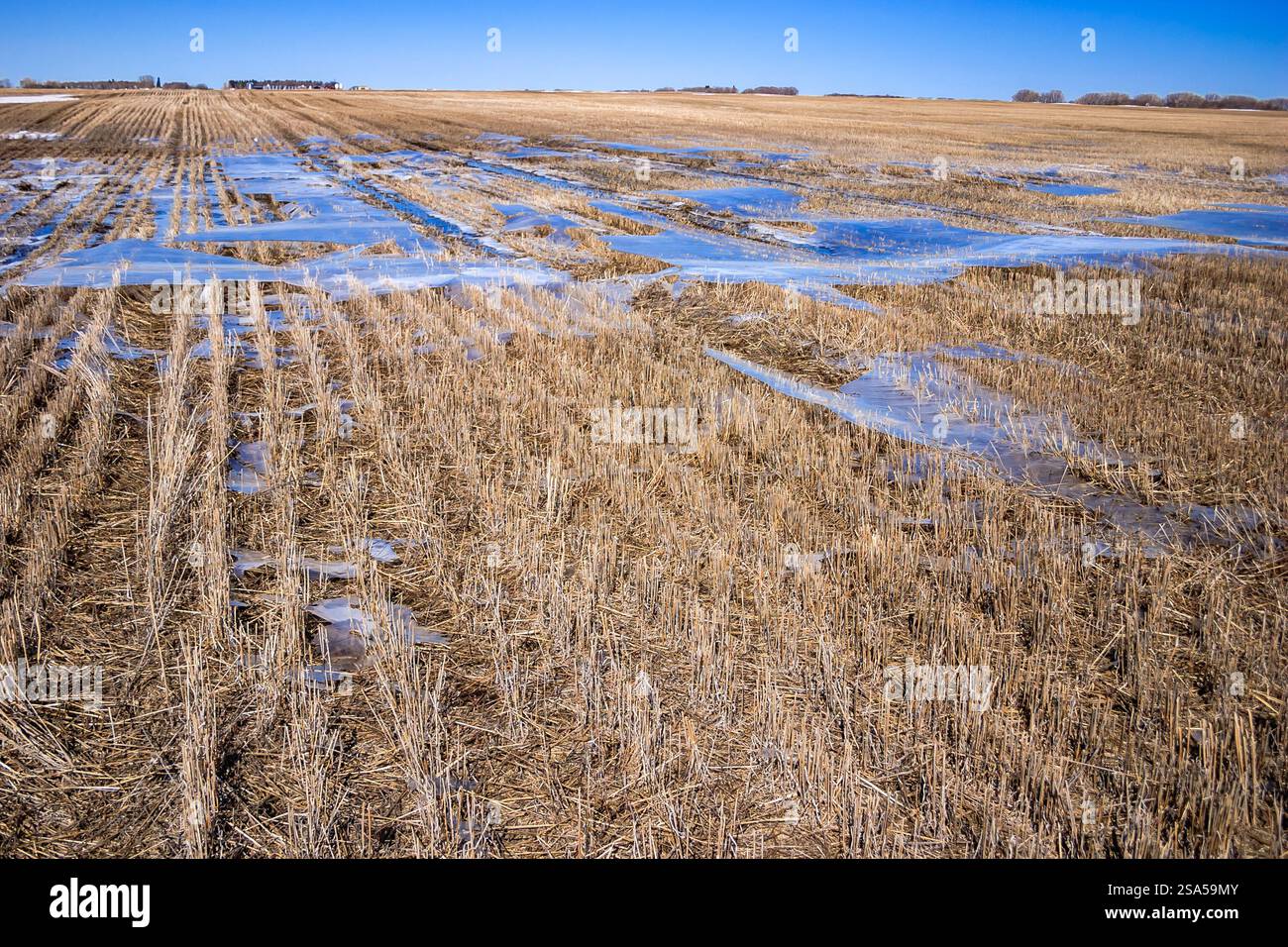 Un campo di erba secca con qualche pozzanghera d'acqua. La scena è un po' desolata e desolata Foto Stock