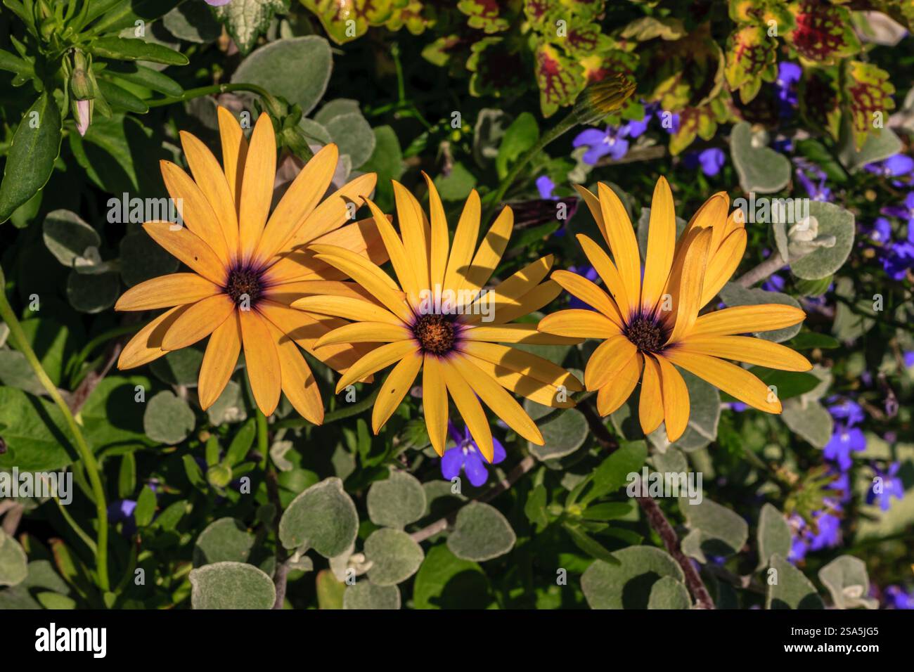 Tre fiori gialli con centri viola sono in un campo di erba verde. I fiori sono circondati da una varietà di altre piante, tra cui alcune blu Foto Stock