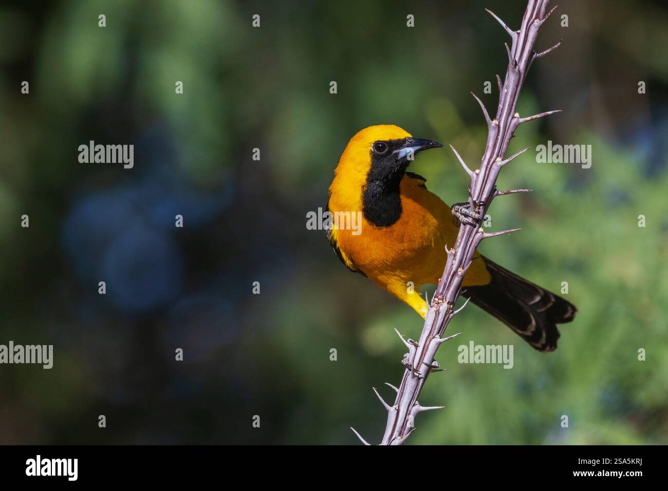 oriole con cappuccio arroccata su gambo di cactus, USA, Arizona Foto Stock