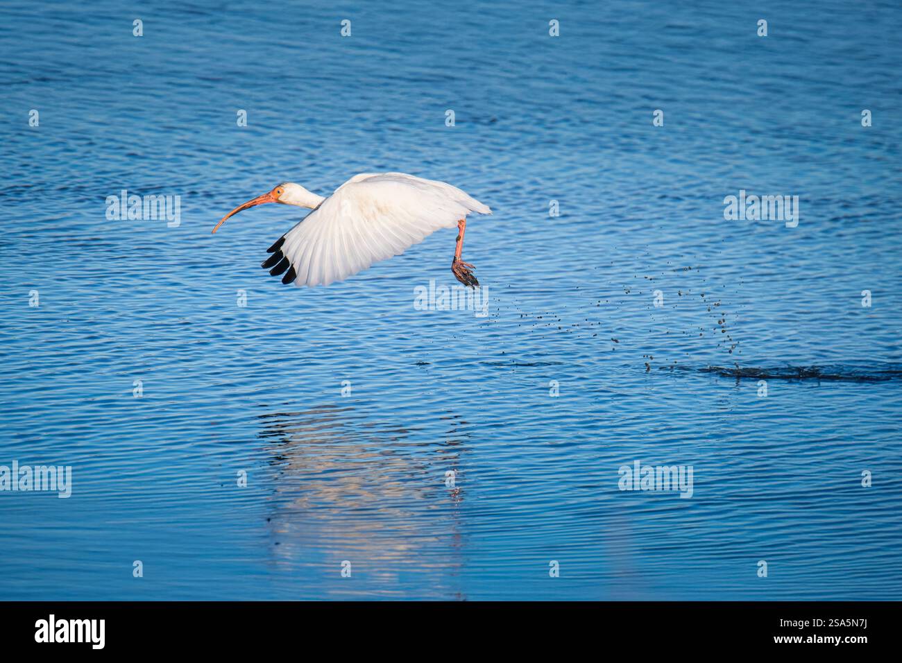 White Ibis decolla da una palude di acqua salata Foto Stock