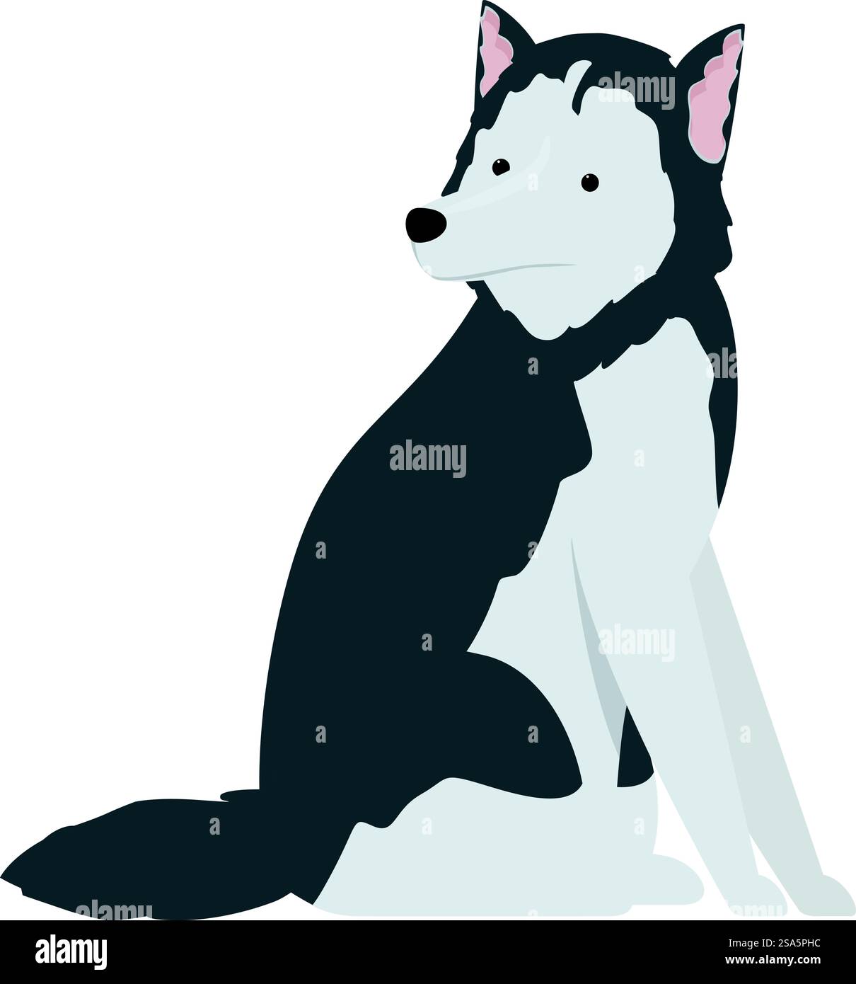 Adorabile cane husky con pelliccia bianca e nera seduta e che guarda di lato. Bel cane da husky seduto e guardando lontano Illustrazione Vettoriale