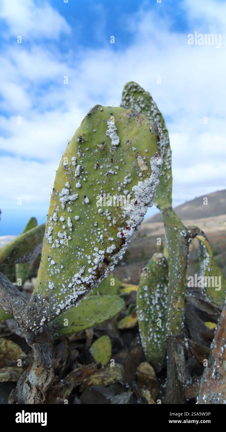 Cactus comune di fico d'India (Opuntia ficus-indica) canary con mealybug selvatico messicano (Dactylopius opuntiae), un parassita che li sta sterminando. Tenerife Foto Stock