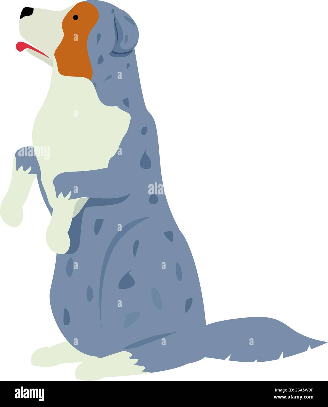 Adorabile pastore australiano in piedi sulle zampe posteriori, guardando in alto con la lingua fuori. Carino pastore australiano in piedi sulle zampe posteriori Illustrazione Vettoriale