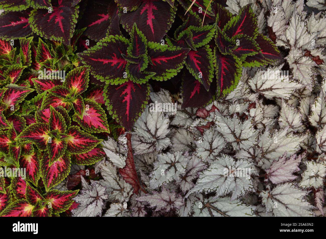 Piante miste di Coleus Garden Foto Stock