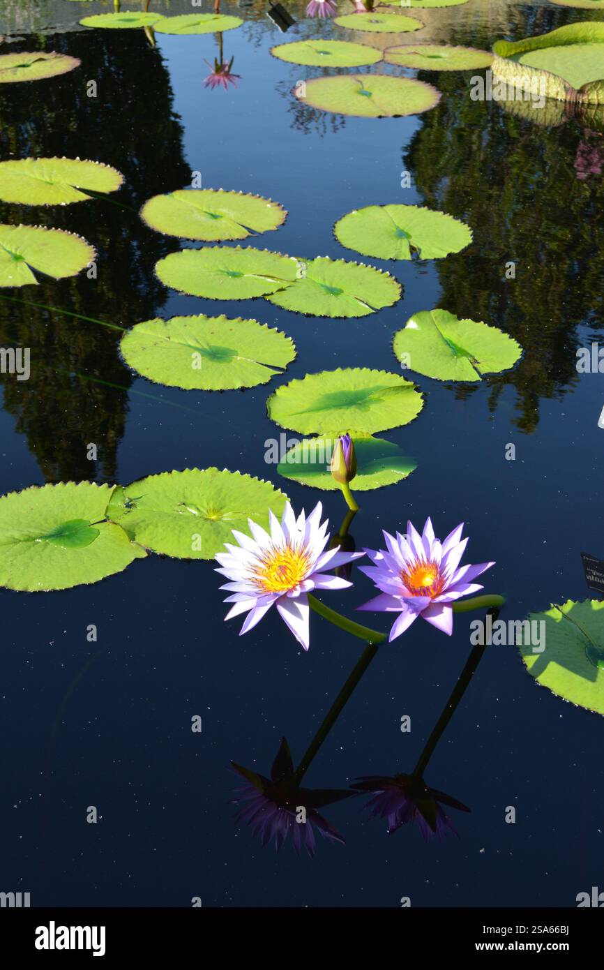 Viola giglio di acqua Foto Stock