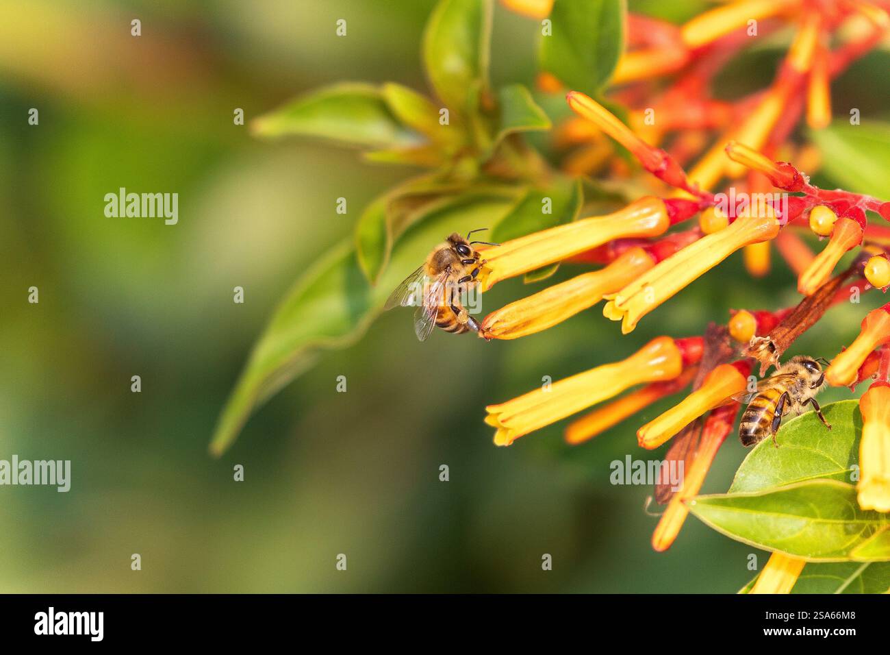 Nettare di fiori di raccolta delle api. Foto Stock