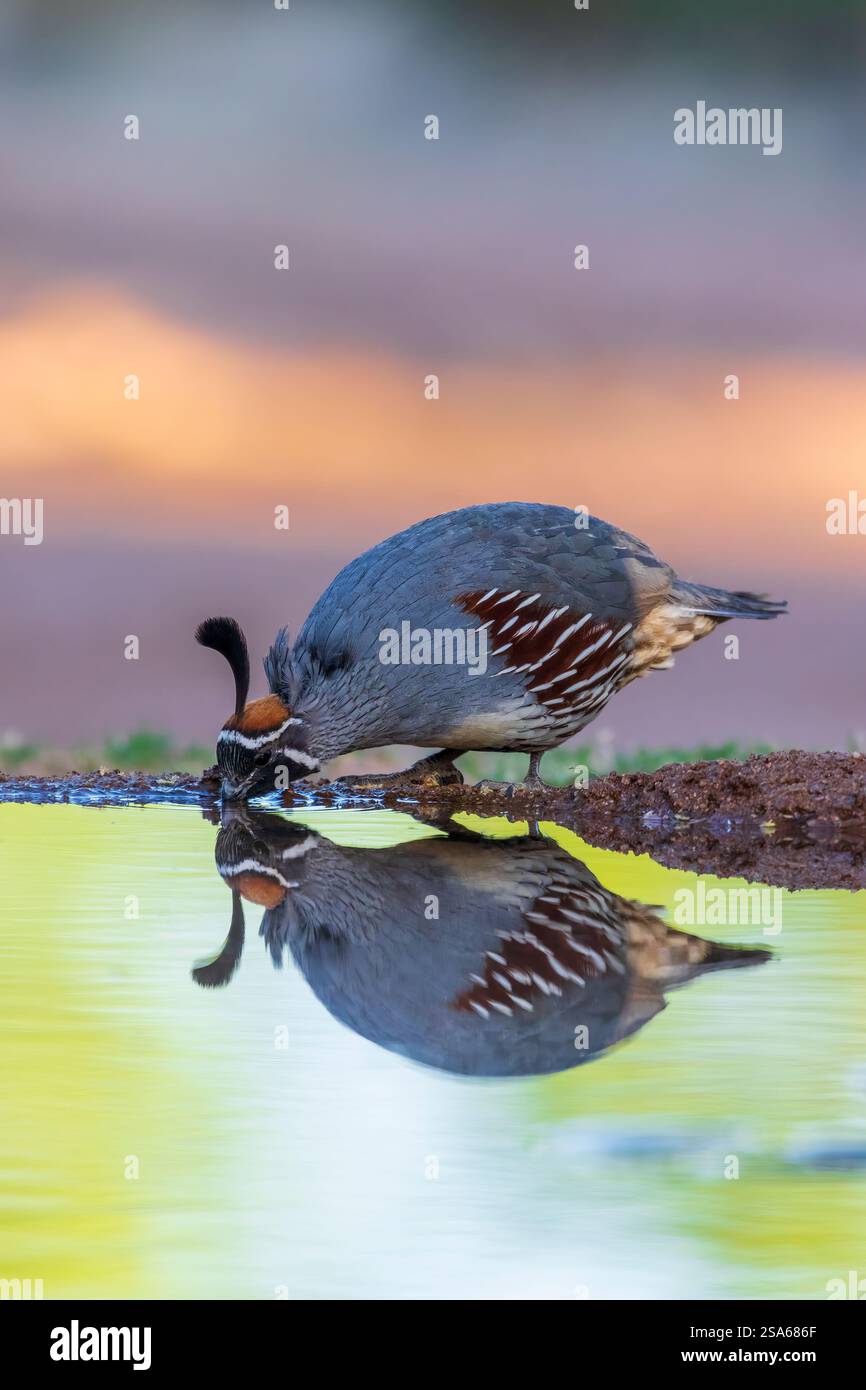 Gambel's Quail maschio bevendo in acqua, Pima County, Arizona. Foto Stock Gambel's Quail maschio bevendo in acqua, Pima County, Arizona. Foto Stock