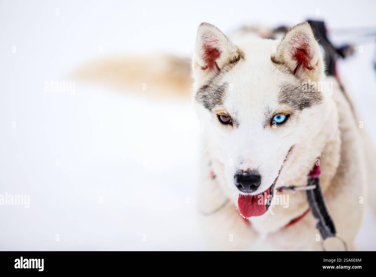 Ritratto dell'adorabile cane husky con un occhio blu brillante e un occhio marrone Foto Stock
