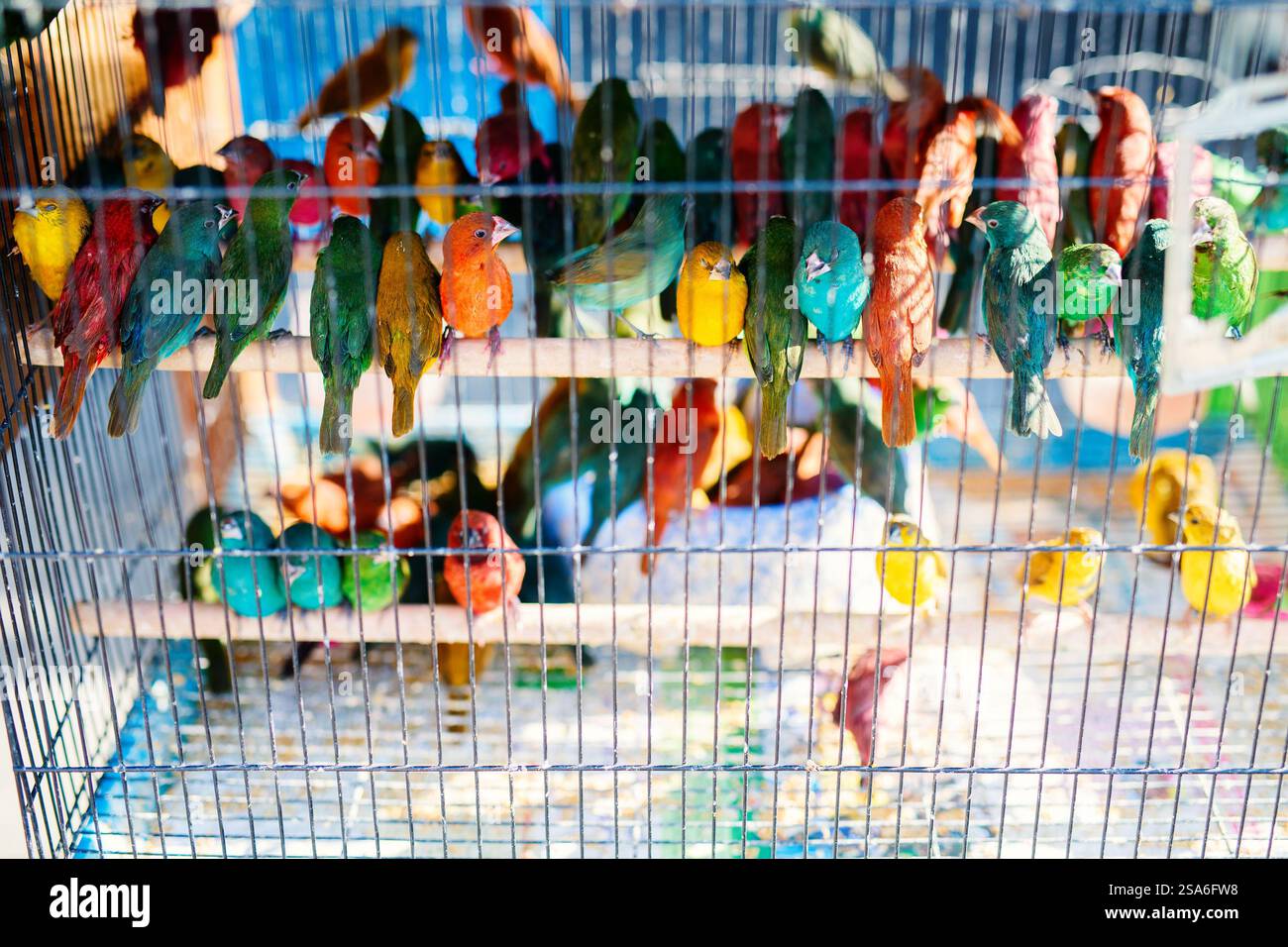 Uccelli in gabbie in vendita al mercato di Souq Waqif Doha, popolare destinazione turistica Foto Stock