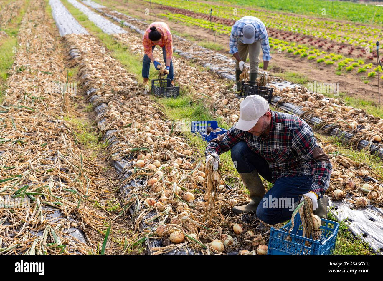 Gruppo multietnico di lavoratori agricoli che raccolgono cipolla Foto Stock