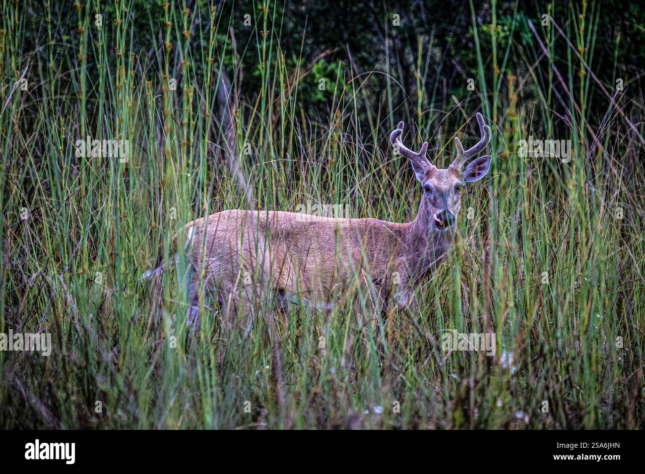Un cervo maschio dalla coda bianca ha un colore insolitamente chiaro. Foto Stock