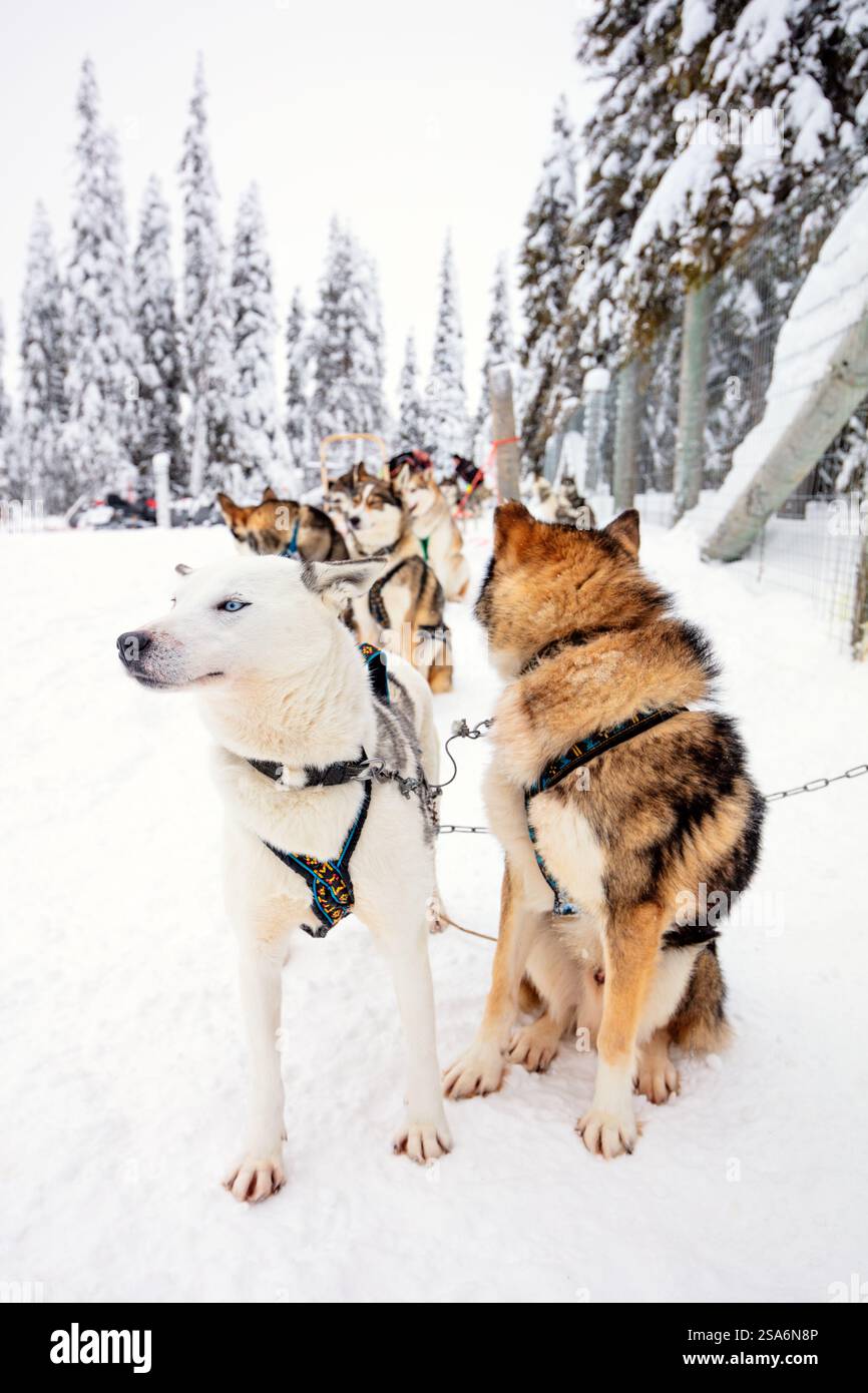 Cani Husky in Lapponia Finlandia, giorno invernale all'aperto Foto Stock