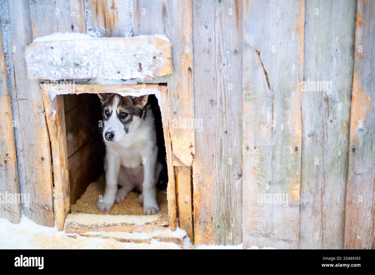 Simpatico cucciolo di husky in casa per cani Foto Stock