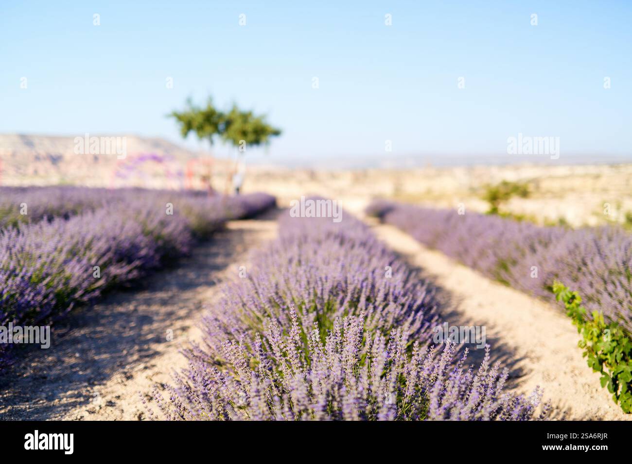 Paesaggio di campi di lavanda in Cappadocia Turchia Foto Stock