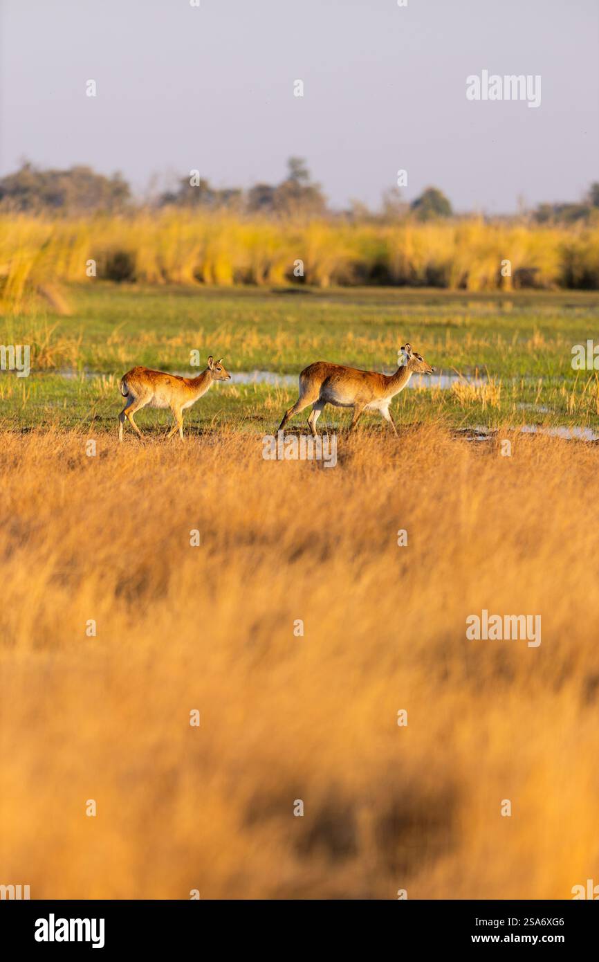 Due antilopi vagano attraverso le lussureggianti erbe della savana del Botswana durante l'ora d'oro. Il tranquillo paesaggio mostra una ricca vegetazione che fonde wat Foto Stock
